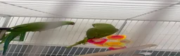 Ringnecks birds for sale:  Bonded pair Indian Ring neck parrots  - Advert 6