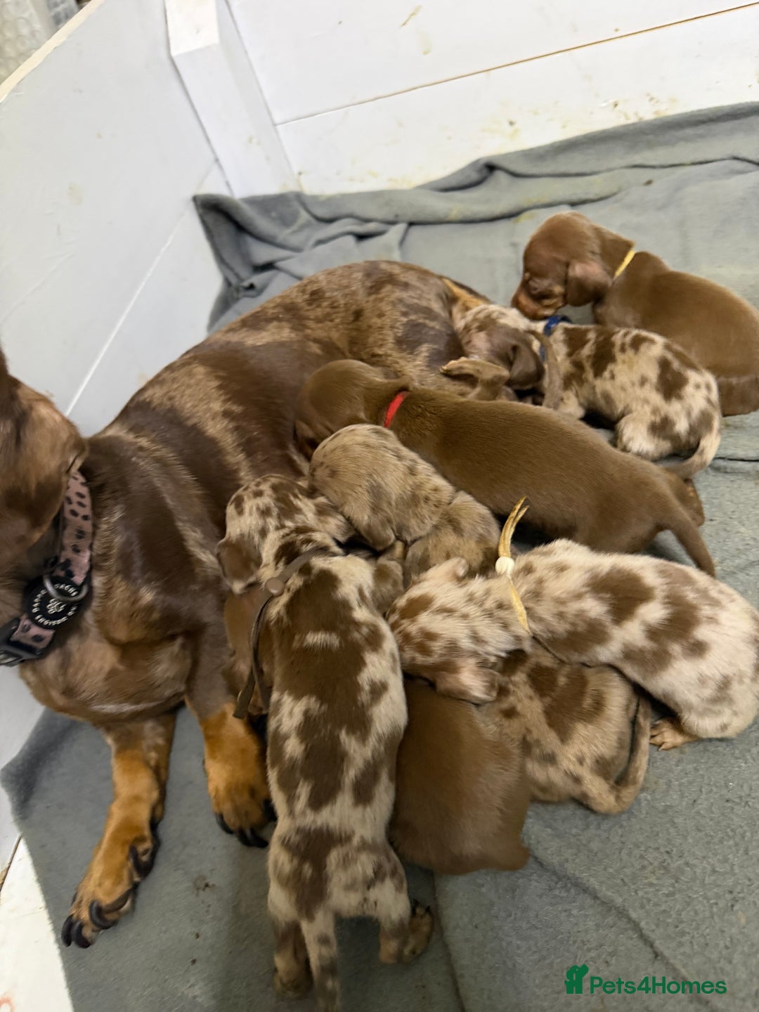 Miniature Dachshund dogs for sale: Miniature Dachshunds KC REG Dapple & Chocolate  - Advert 5