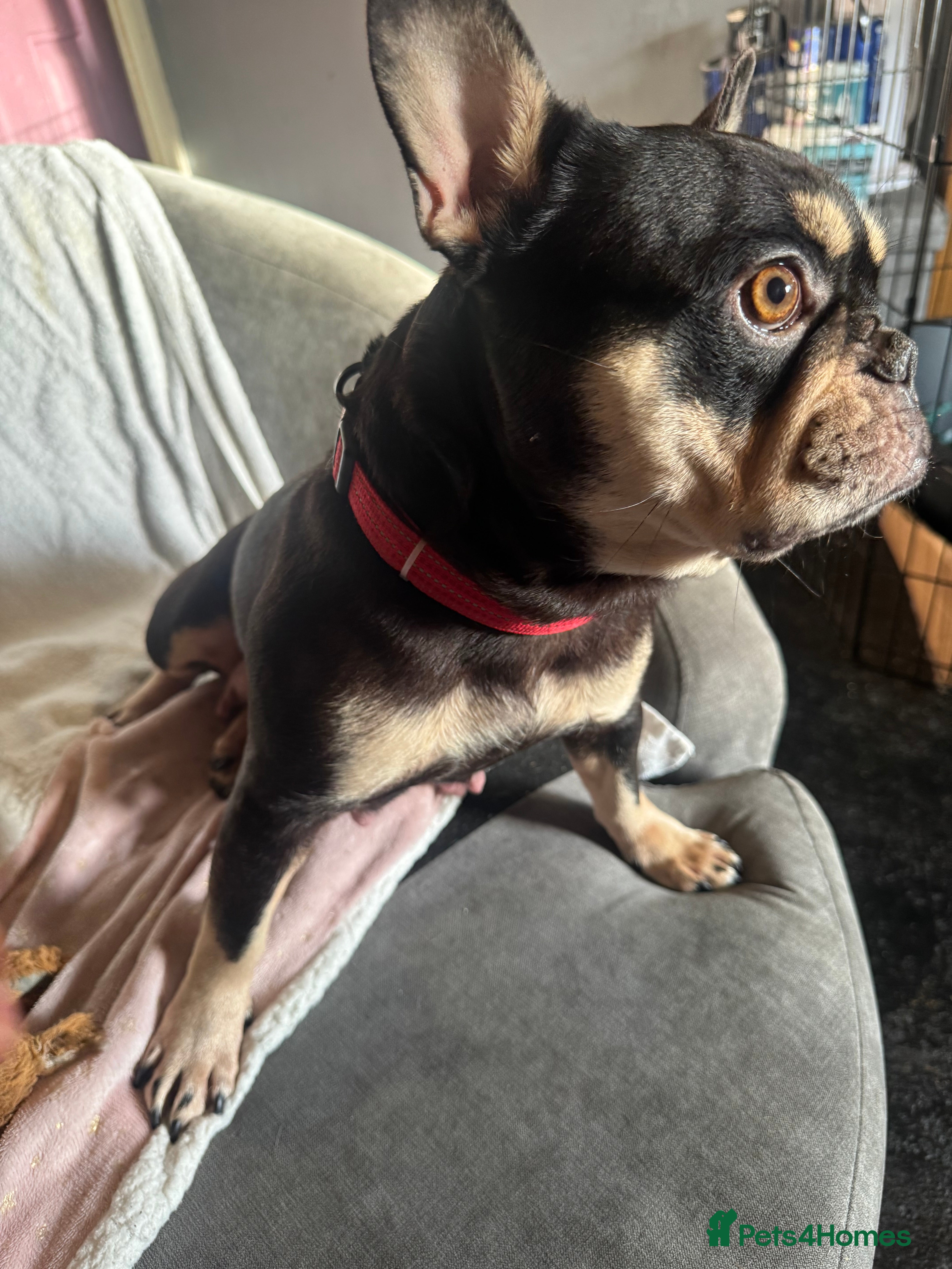 French Bulldog dogs 🐶 Stunning Merle Lilac Fawn French Bulldogs - Advert 2