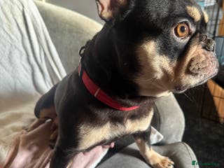 French Bulldog dogs 🐶 Stunning Merle Lilac Fawn French Bulldogs - Advert 2