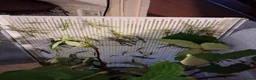 Stick Insects invertebrates for sale: Rare green Sungaya Inexpectata stick insects nymph - Advert 2