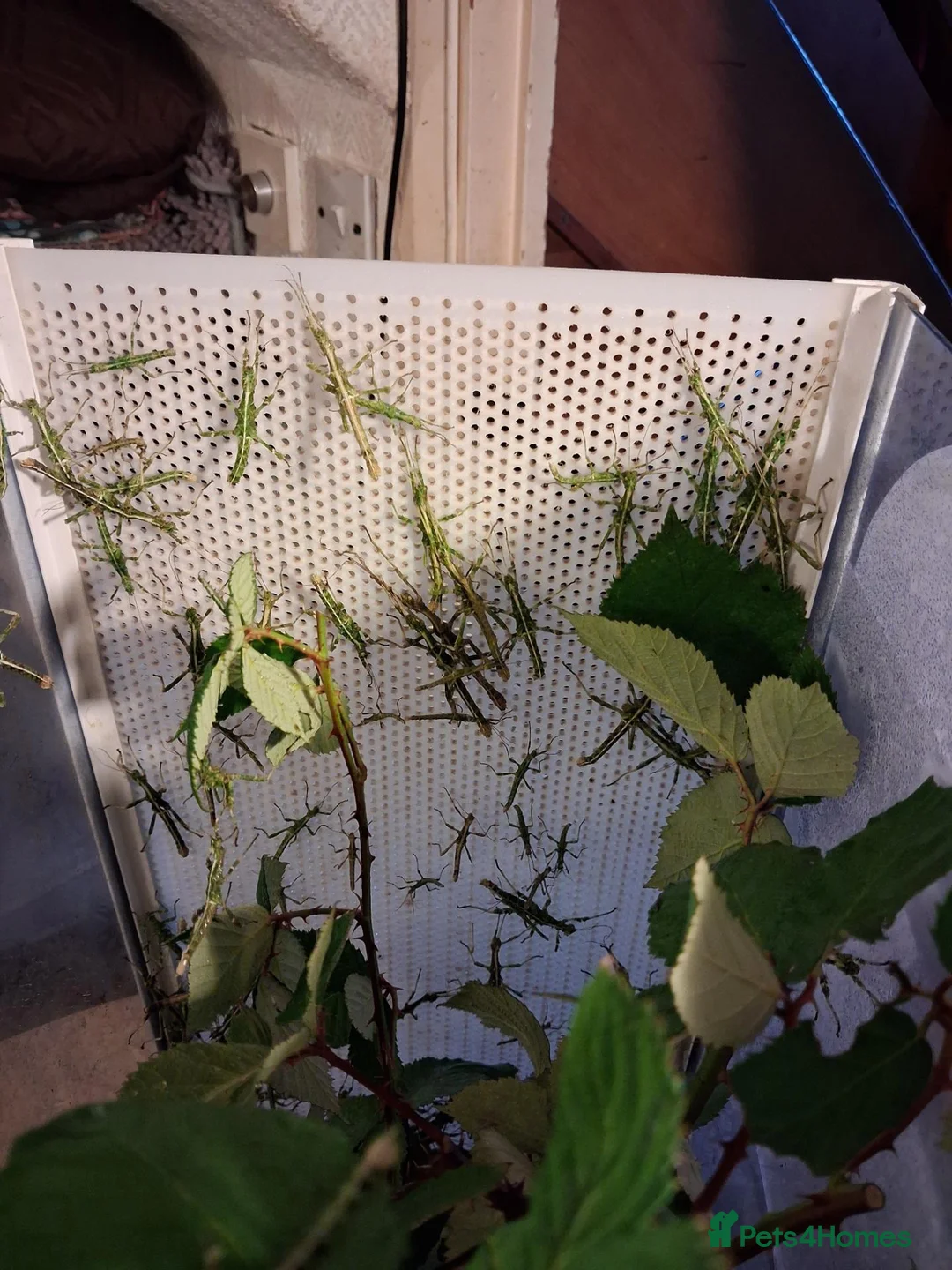 Stick Insects invertebrates for sale: Rare green Sungaya Inexpectata stick insects nymph - Advert 2