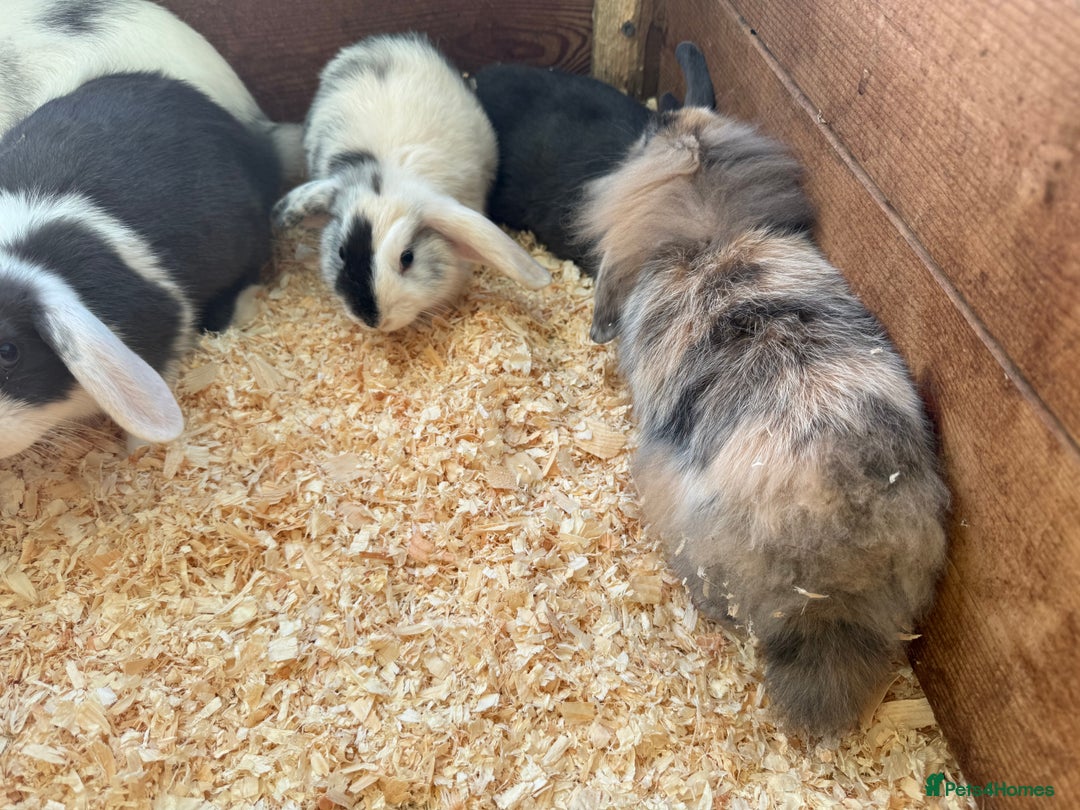 Mini Lop rabbits for sale: Mini lop babies - Image 8