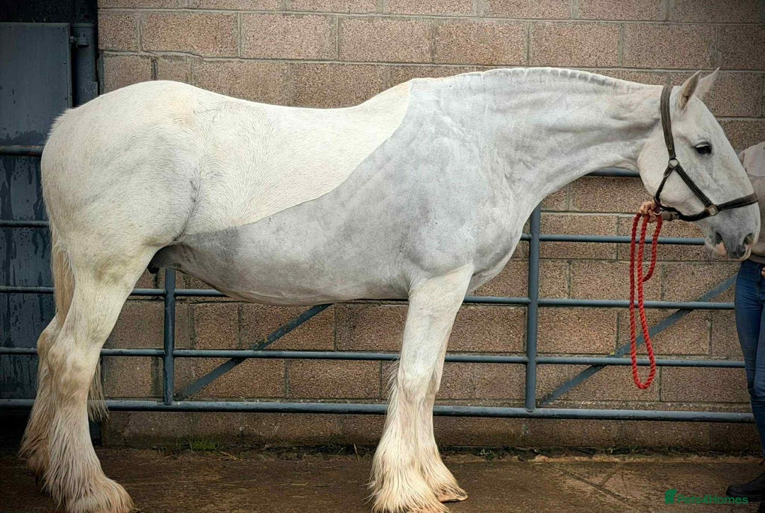 Shire horses for sale: Big Jazz !!  - Image 4