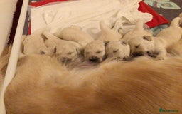 Golden Retriever dogs for sale: Fluffy Cream & Gold Golden Retriever Puppies - Image 7