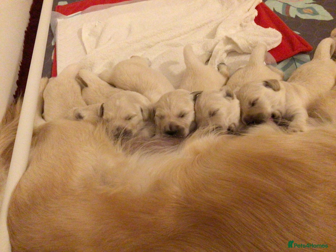 Golden Retriever dogs for sale: Fluffy Cream & Gold Golden Retriever Puppies - Image 7