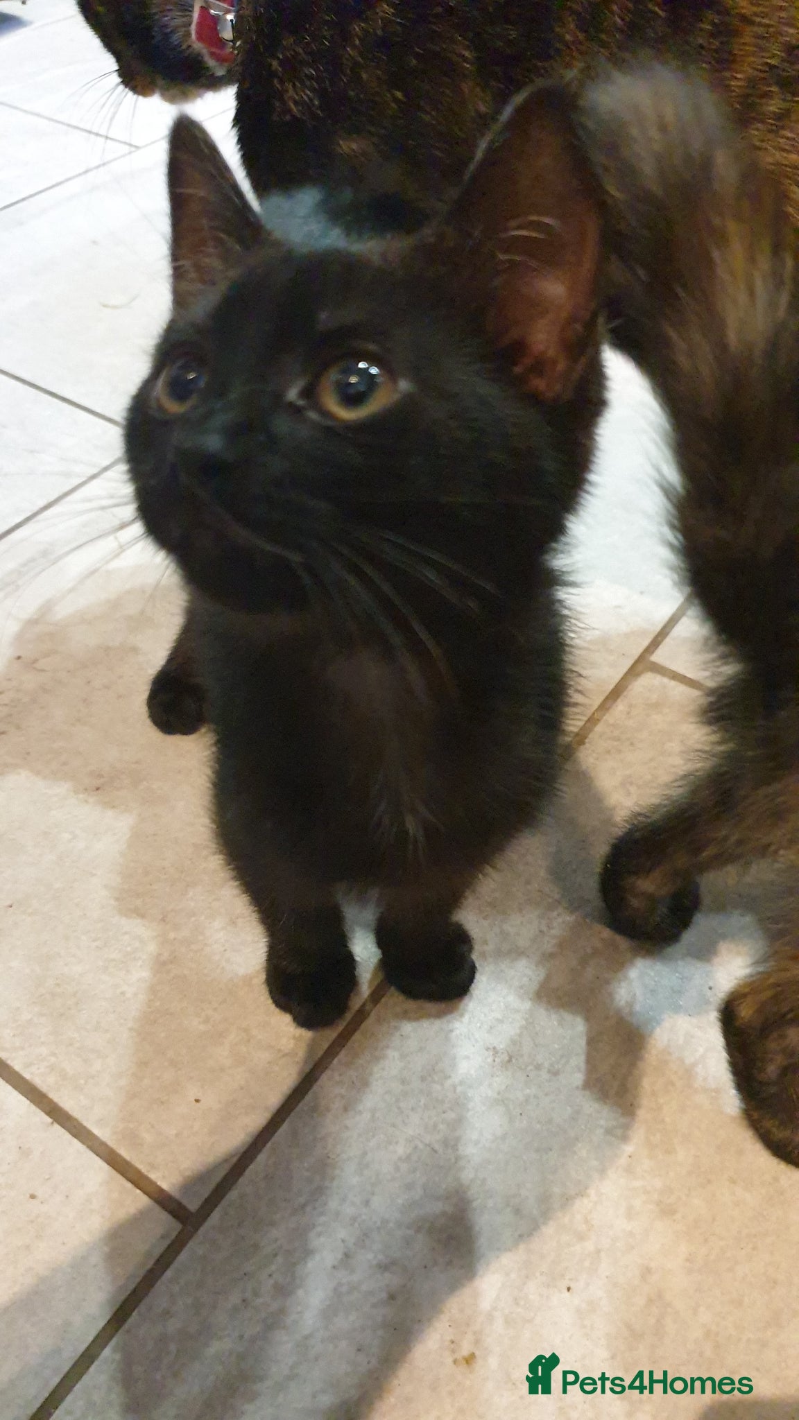 Mixed Breed cats for sale: 4 female kittens  - Advert 7