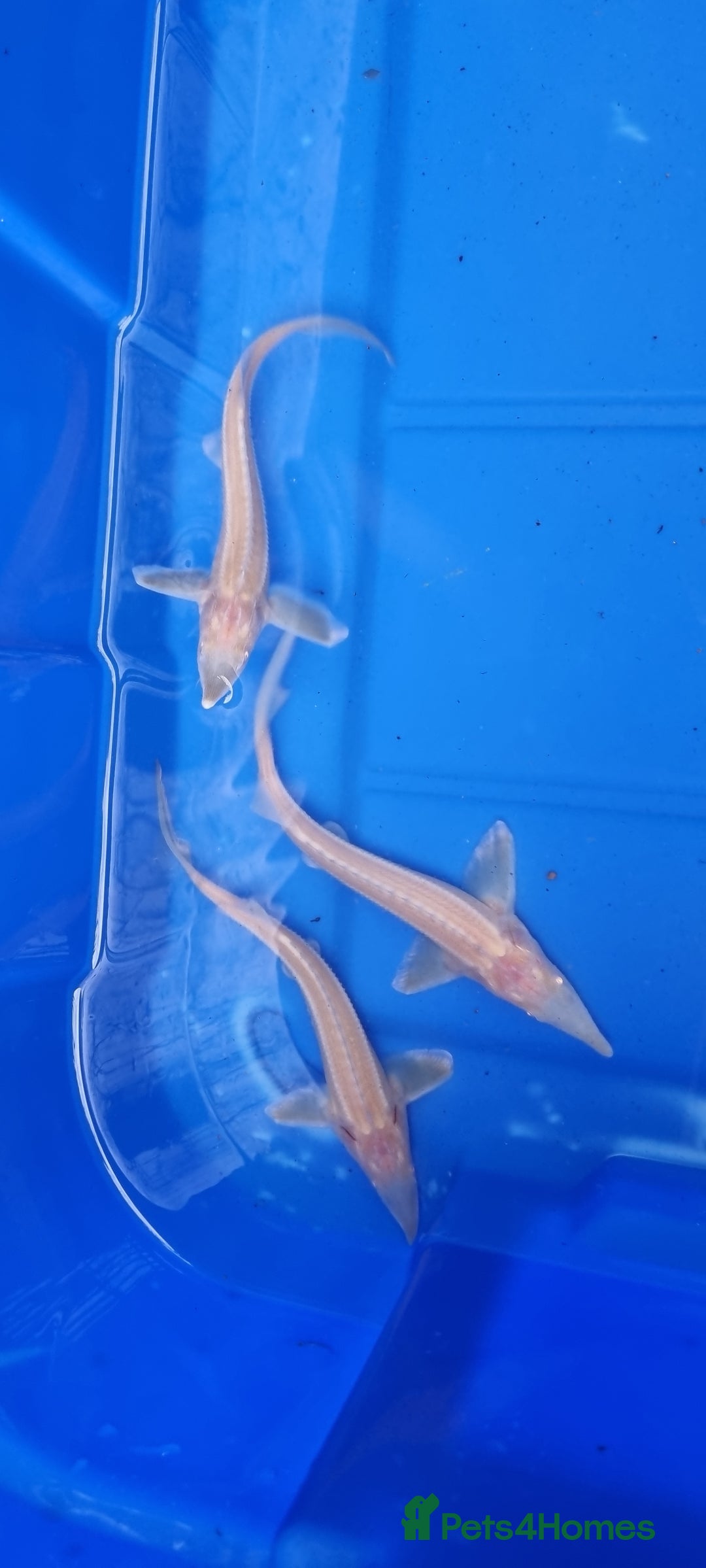 Pond Fish fish for sale: Albino & White Edge Sterlets and Diamond Sturgeon - Advert 3