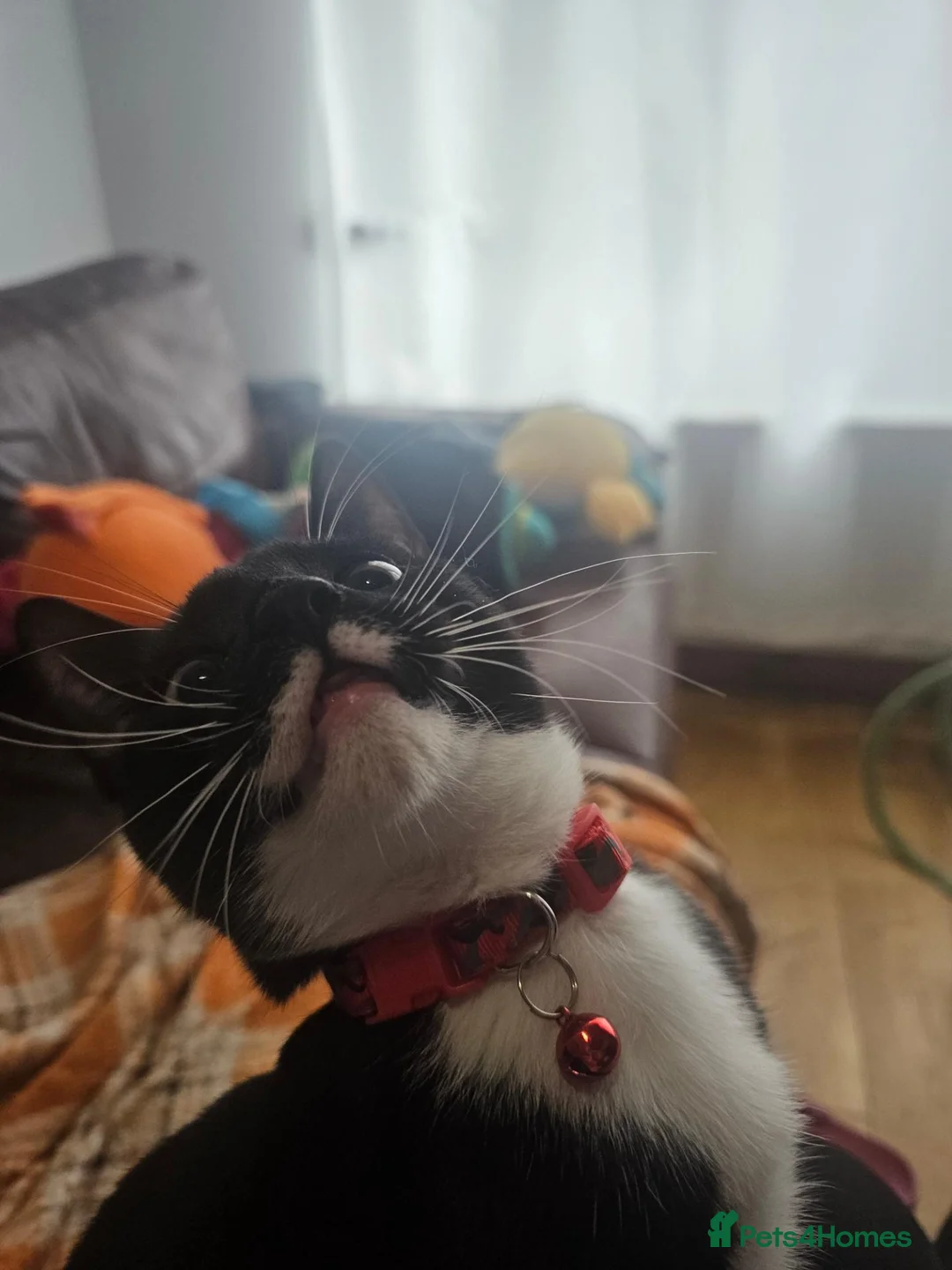 Mixed Breed cats for sale: Cat for sale in Nottingham - Advert 2