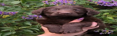 Labradoodle 4