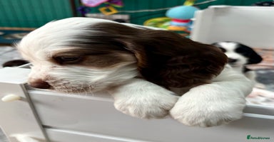 Cocker Spaniel dogs - Advert 2