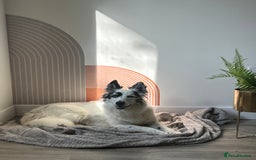 Border Collie dogs for sale: Patch - Image 1