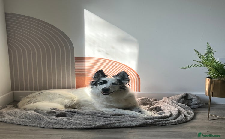 Border Collie dogs - Advert 14
