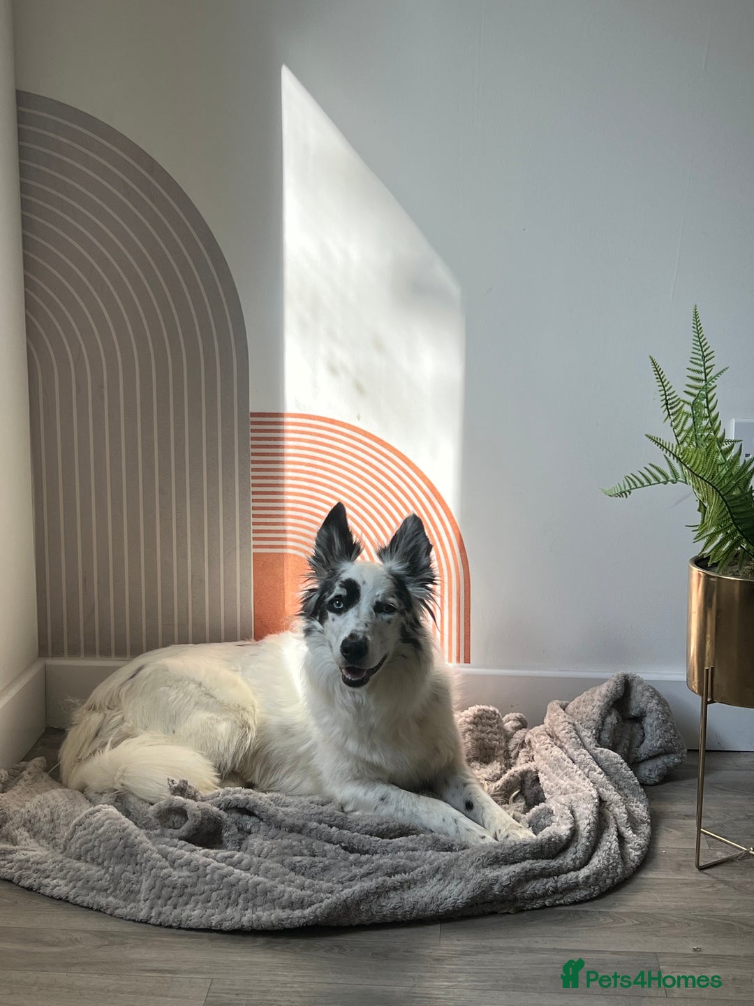 Border Collie dogs for sale: Patch - Image 1