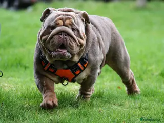 English Bulldog dogs Now proven English Bulldog at stud - Advert 6