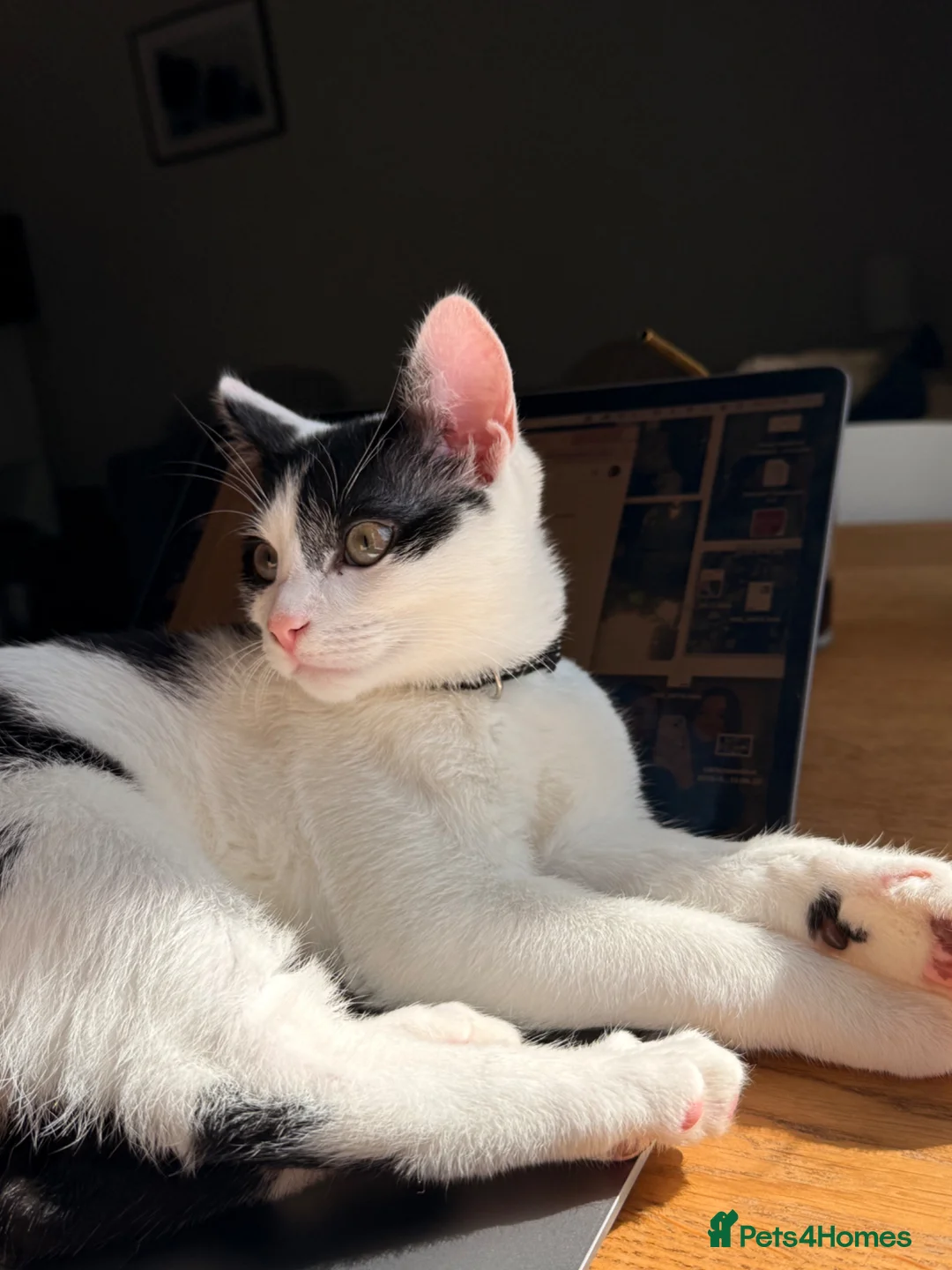 Domestic Shorthair cats for sale: Kayo!  in Cardiff - Advert 2