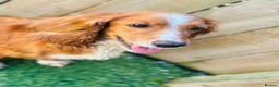 Mixed Breed dogs for sale: Cocker X Collie Puppies - Advert 16