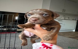 Jack Russell dogs for sale: Beautiful Jack Russell Puppies  - Image 19