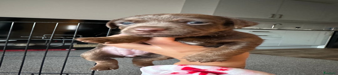 Jack Russell Puppy 3