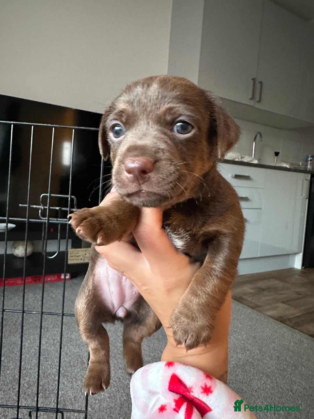 Jack Russell dogs for sale: Beautiful Jack Russell Puppies  - Image 19