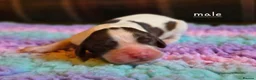 Mixed Breed dogs for sale: Clumber cocker springer cross - Advert 23
