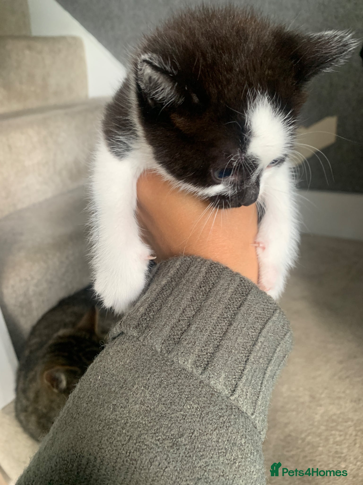 Mixed Breed cats for sale: Gorgeous Tabby Kittens - 3 Left - Advert 16