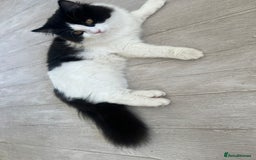 Persian cats for sale: Talkative Persian boy  - Image 4