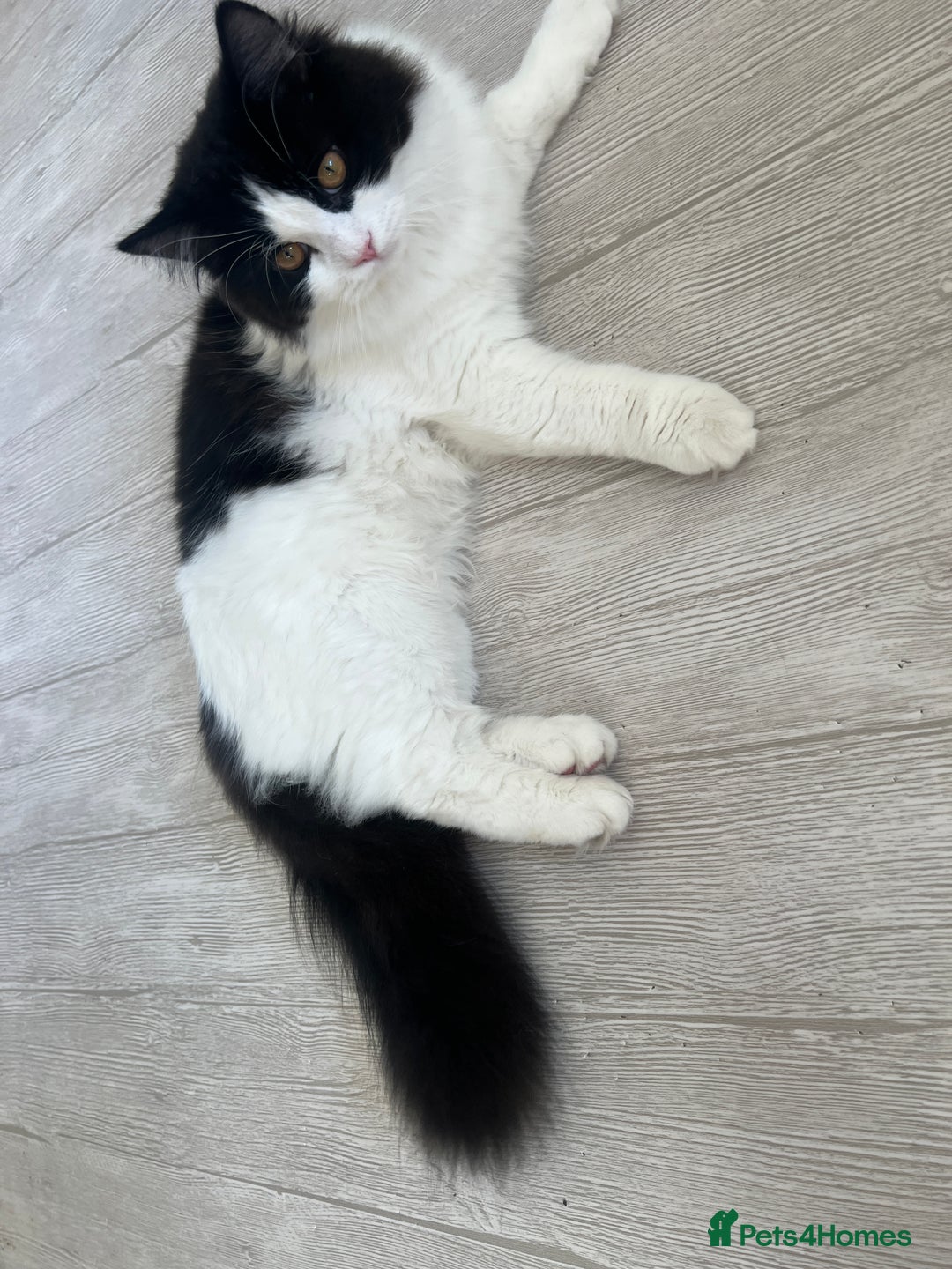 Persian cats for sale: Talkative Persian boy  - Image 4