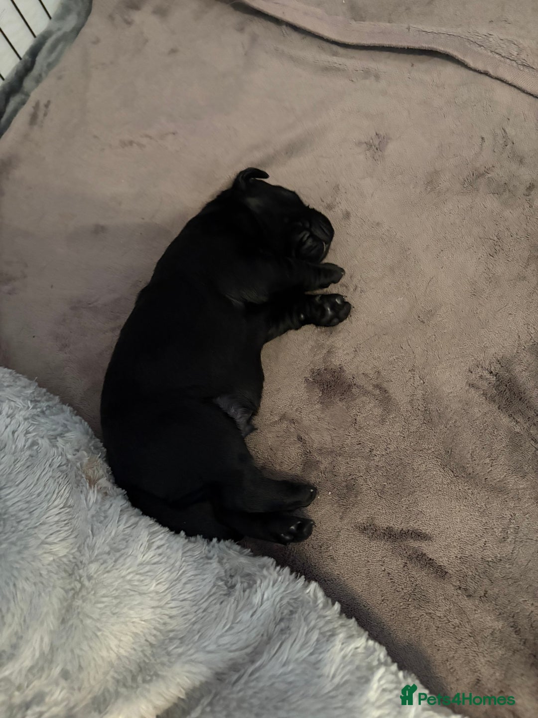 Labrador Retriever dogs for sale: Labrador puppies for sale Kent - Image 8