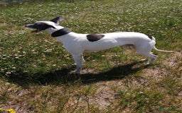 Whippet dogs for stud: Whippet Studs in Boston - Image 7