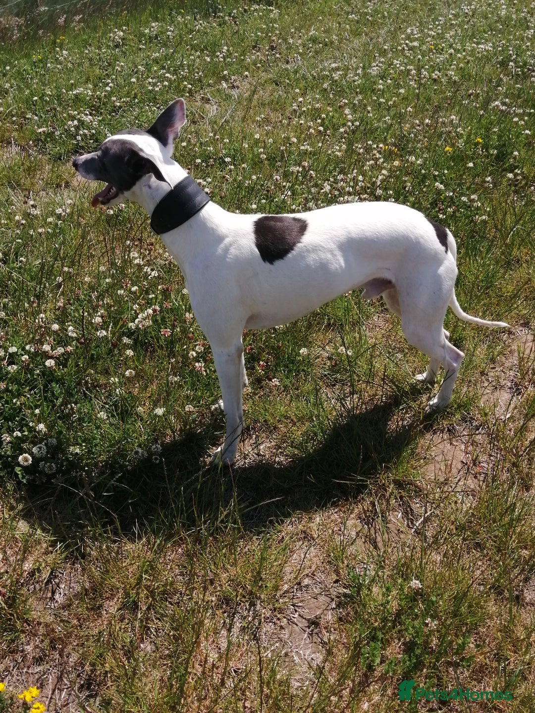 Whippet dogs for stud: Whippet Studs in Boston - Image 7