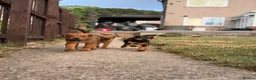 Mixed Breed dogs for sale: Beautiful Rottweiler cross staffy puppies for sale in Huddersfield - Advert 4