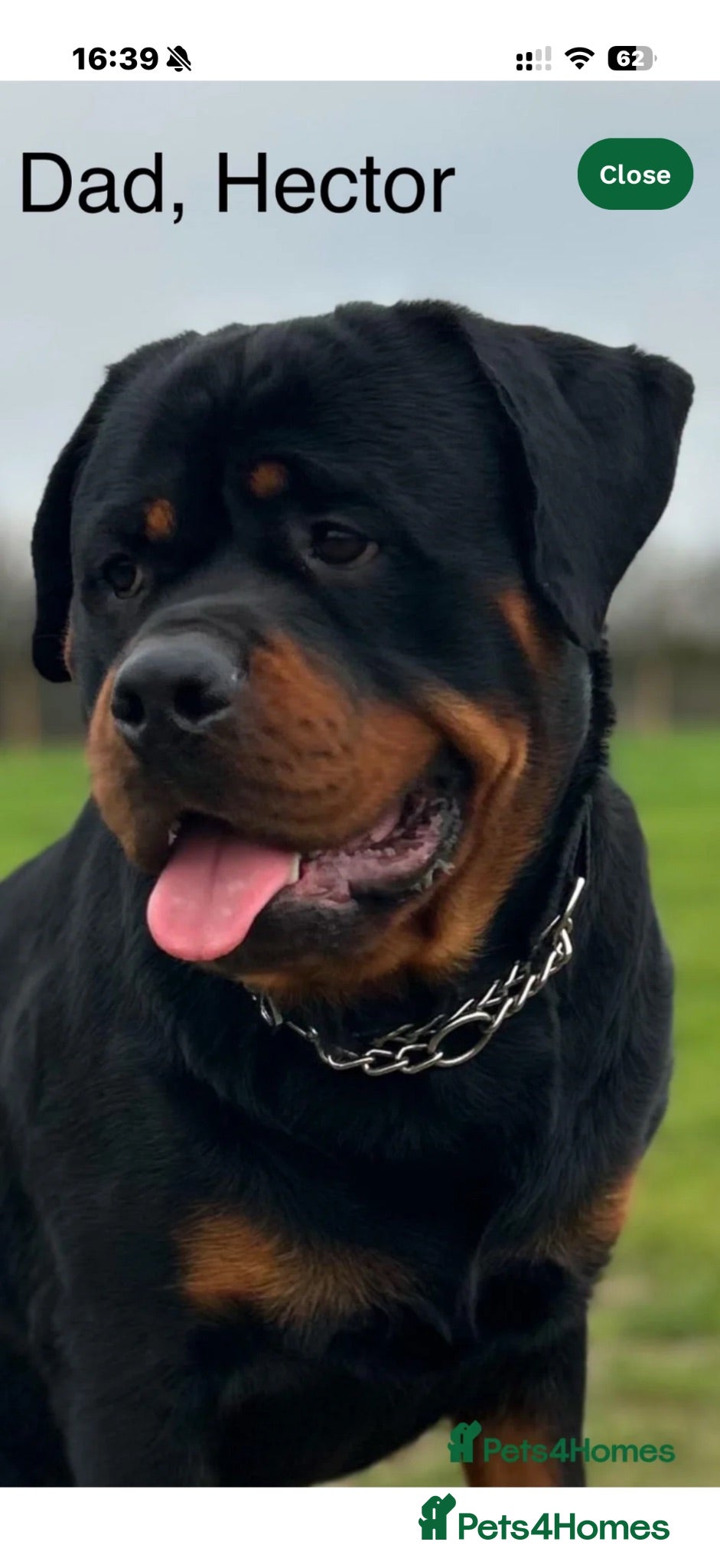 Rottweiler dogs Rottweiler puppies  - Advert 2