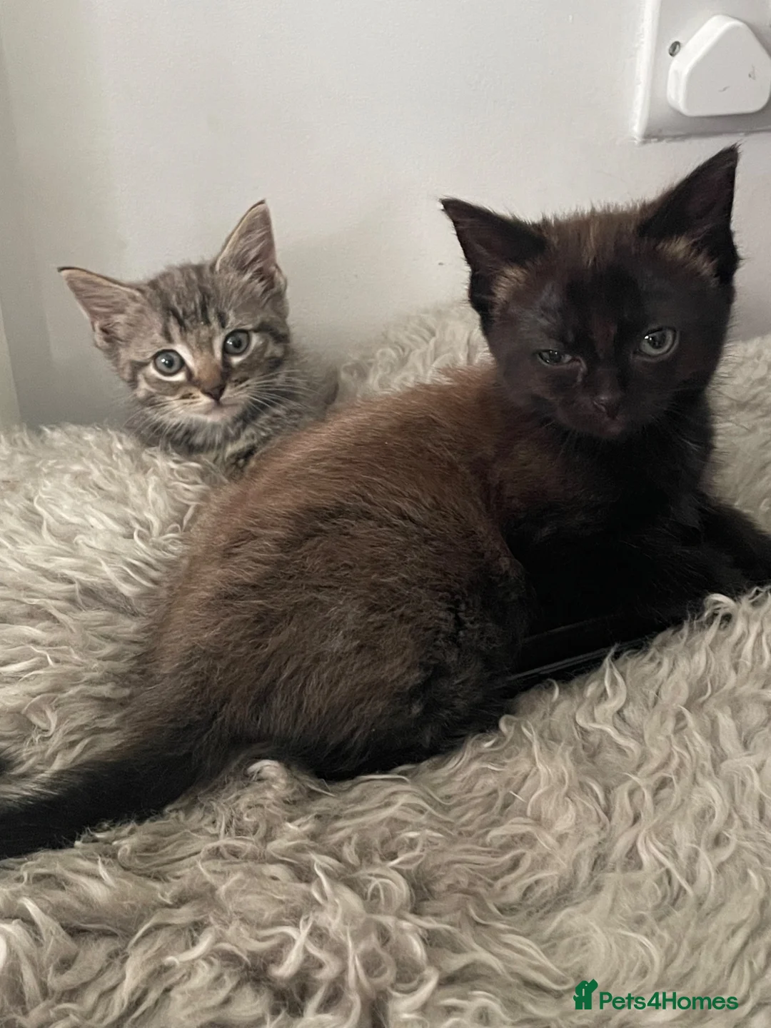 Ragdoll cats for sale: RAGDOLL MIX KITTENS X3 ready now  - Advert 5
