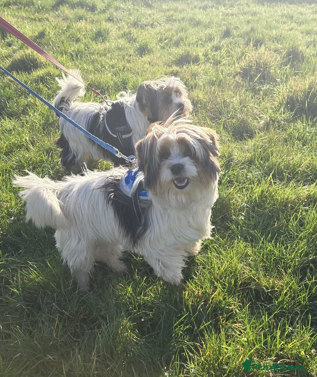 Biewer Terrier dogs for sale: 🐾 Adorable Biewer Terrier Puppies – Bedfordshire - Advert 17