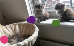 Maine Coon cats for sale: Mainecoon - Image 6