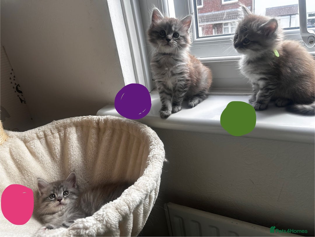 Maine Coon cats for sale: Mainecoon - Image 6