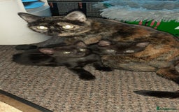 British Shorthair cats for sale: Two British short cat.  - Advert 4