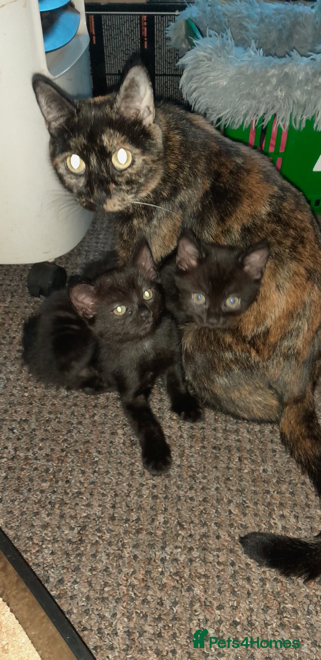 British Shorthair cats for sale: Two British short cat.  - Advert 4