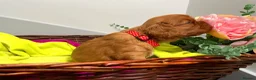Cavalier King Charles Spaniel dogs for sale: KC Reg Beautifully Bred Cavaliers in Barry - Advert 11