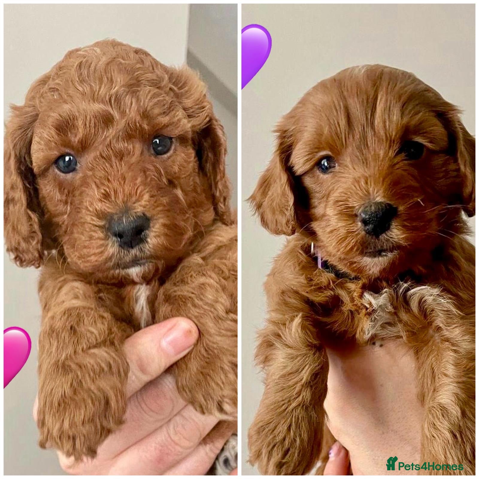 Cockapoo dogs 🐾 F1b Cockapoo Girls 🩷 💜 Health checked. - Advert 4