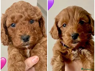 Cockapoo dogs 🐾 F1b Cockapoo Girls 🩷 💜 Health checked. - Advert 4