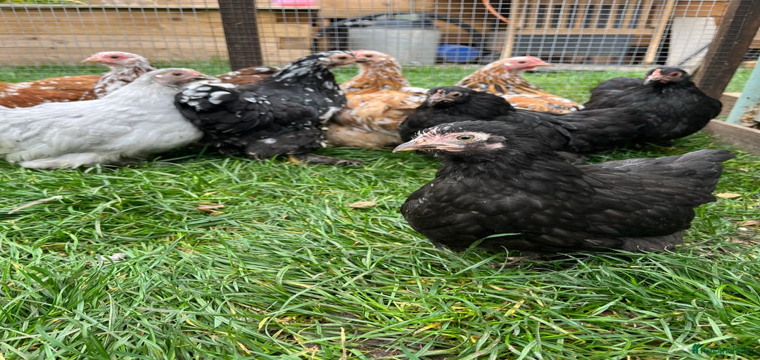 Gallery Image {{count}}