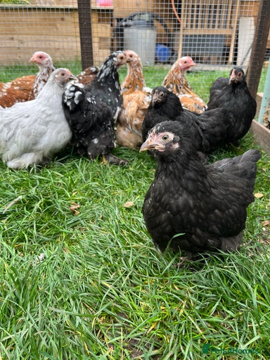 Gallery Image {{count}}