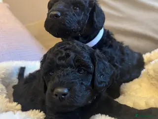 Toy Poodle dogs Kc Registered Toy Poodle Puppies - Advert 5