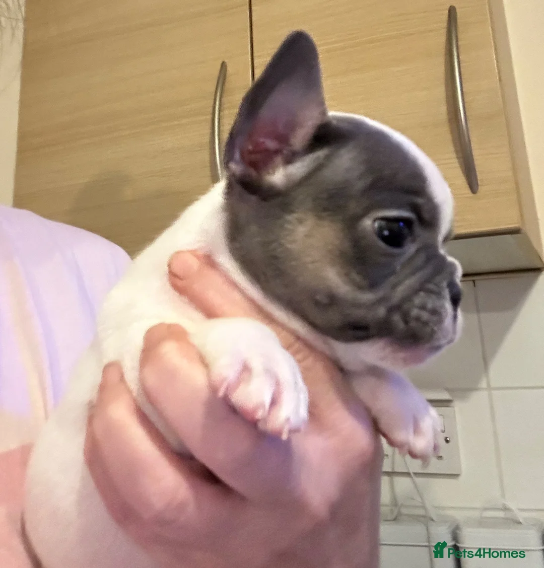 French Bulldog dogs for sale: Super tiny girl  - Advert 11