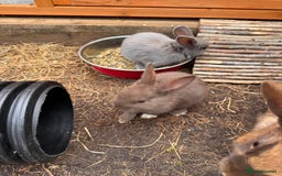 Mixed Breed rabbits for sale: mixed breed baby bunnies  - Image 14
