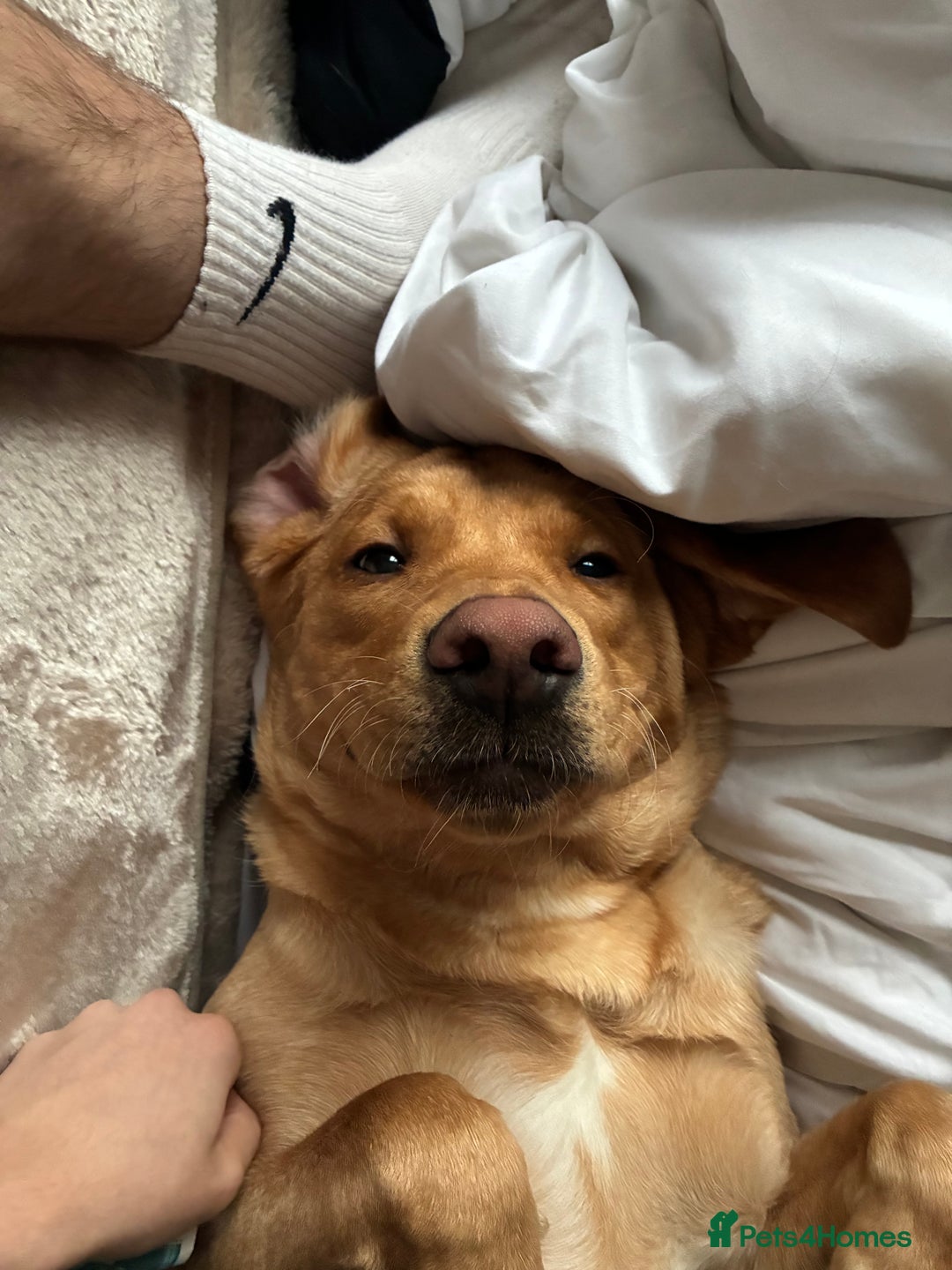 Labrador Retriever dogs for sale: Milo. Red fox Labrador.  - Advert 3