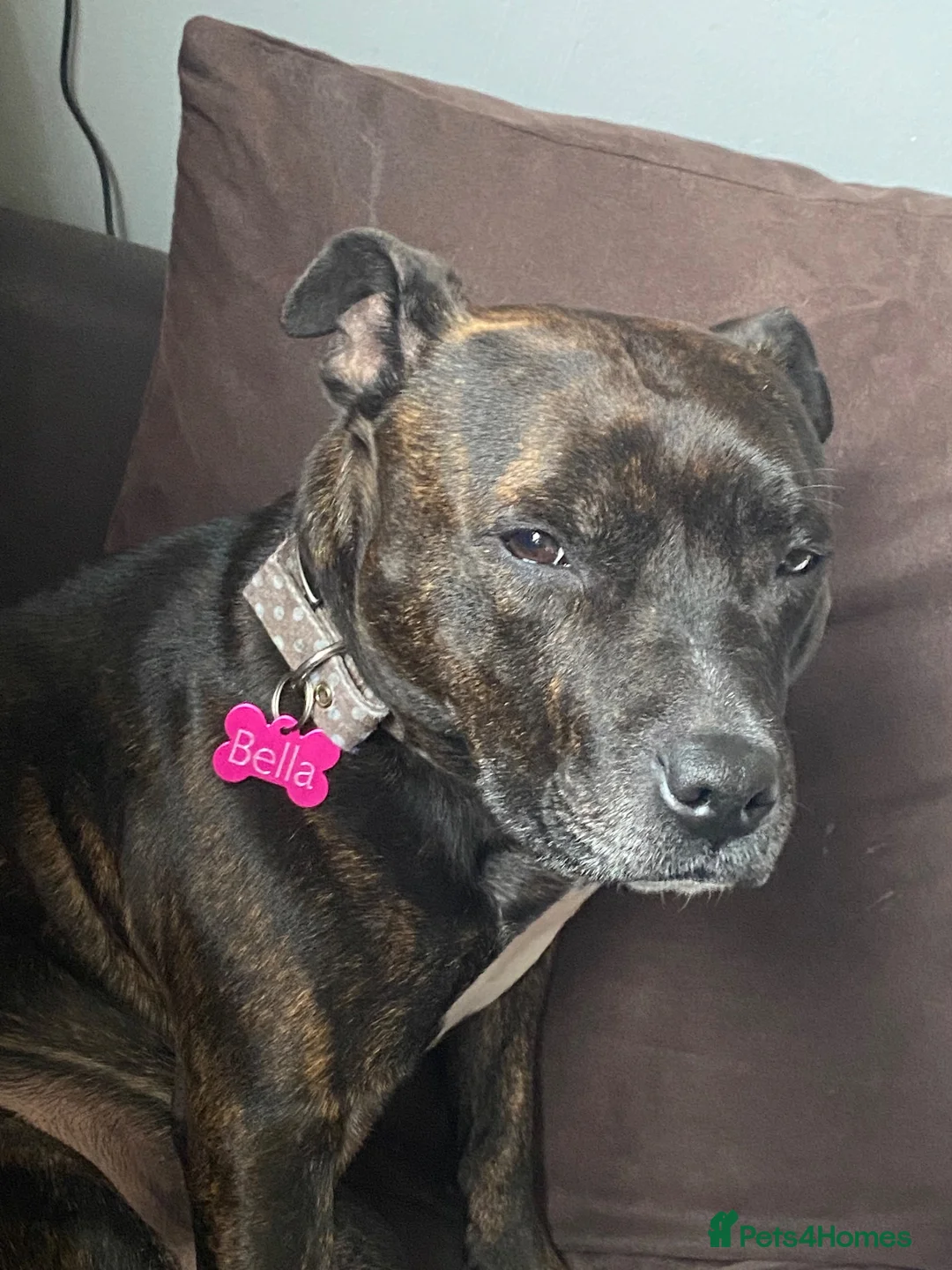 Staffordshire Bull Terrier dogs for sale: Brindle staffie looking for a forever home - Advert 1