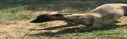 Whippet dogs for sale: KC registered whippet puppies ready now  - Advert 10